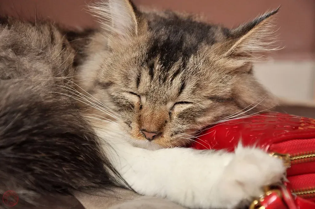 Understanding Your Cat's Sleep Cycles (Image Credits: Flickr)