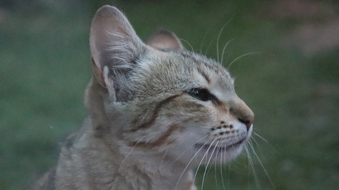 The Future of Understanding Feline Emotions (Image Credits: Unsplash)