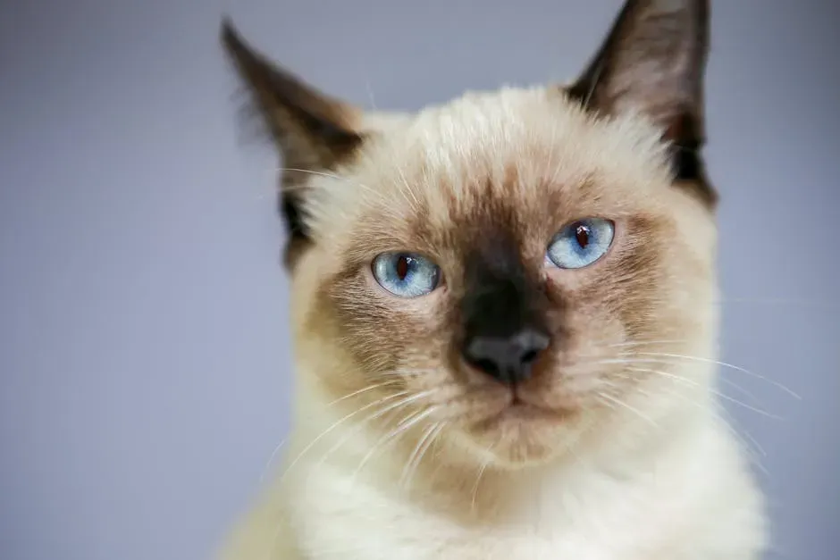 2. Siamese: Loud, Brilliant, and Absolutely Unignorable (Image Credits: Pexels)