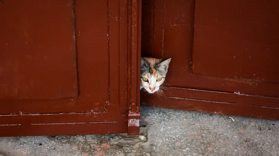 #5 She May Be Avoiding Another Pet or a Specific Family Member (Image Credits: Pexels)