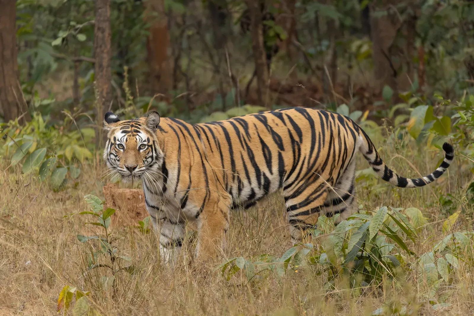 Why This Animal Still Matters (By Tisha Mukherjee, CC BY-SA 4.0)