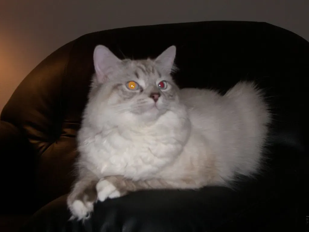 #7 Ragdoll (Morgan D Hartt, Flickr, CC BY 2.0)