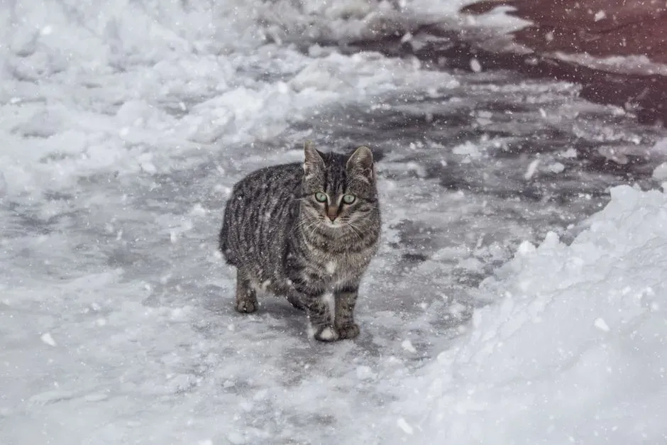 #1 The Ancient Hunting Freeze Is Kicking In (Image Credits: Pexels)