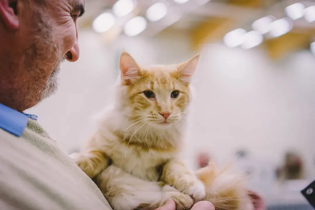 Conclusion: Trust What You Know About Your Cat (Image Credits: Unsplash)