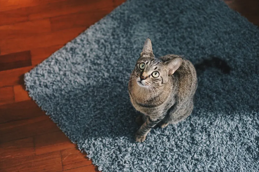 13. Rugs and Carpets: The Scratching Ground Zero (Image Credits: Unsplash)