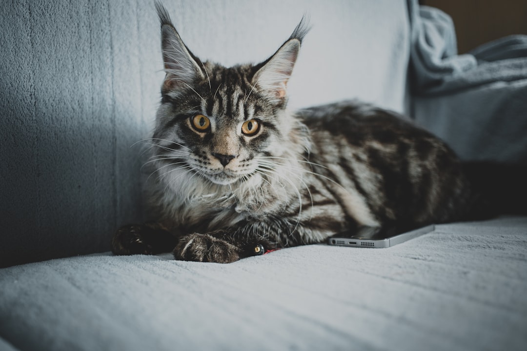 Maine Coon (Image Credits: Unsplash)