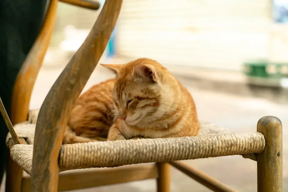 Your Cat's Scent Marking Is a Sign of Deep Belonging (Image Credits: Pexels)