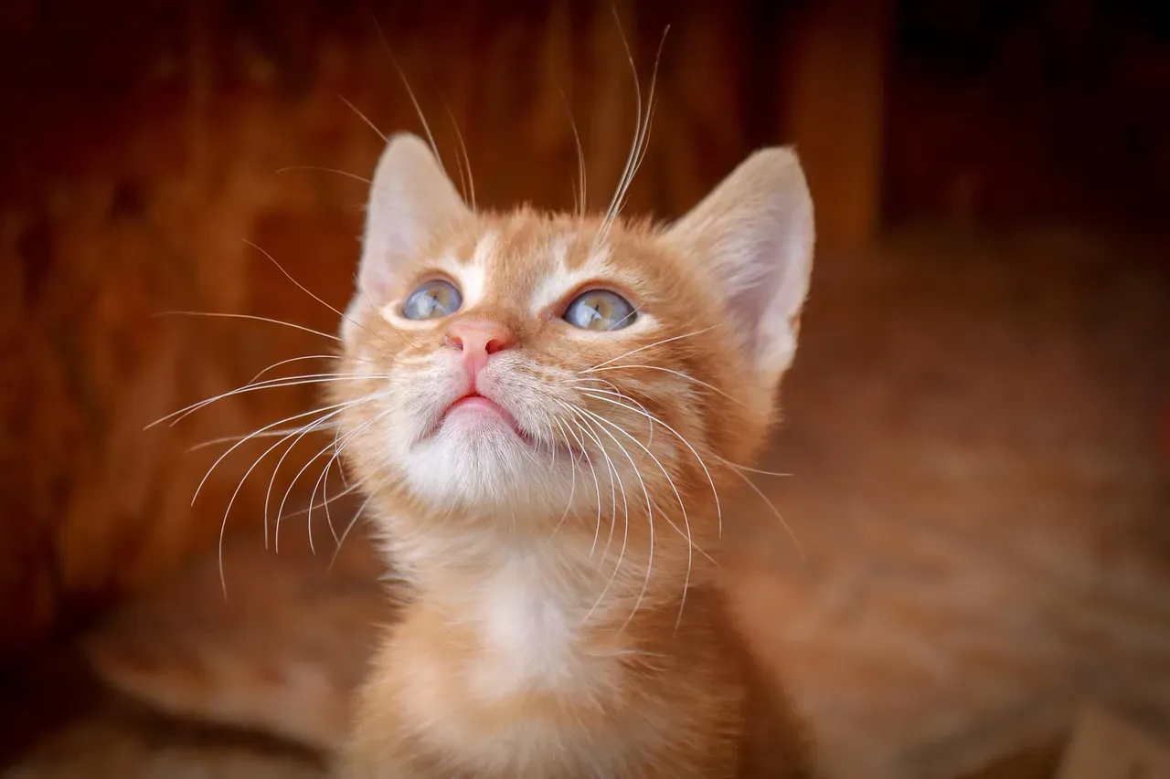 #6 - The Greeting Purr (Image Credits: Pixabay)