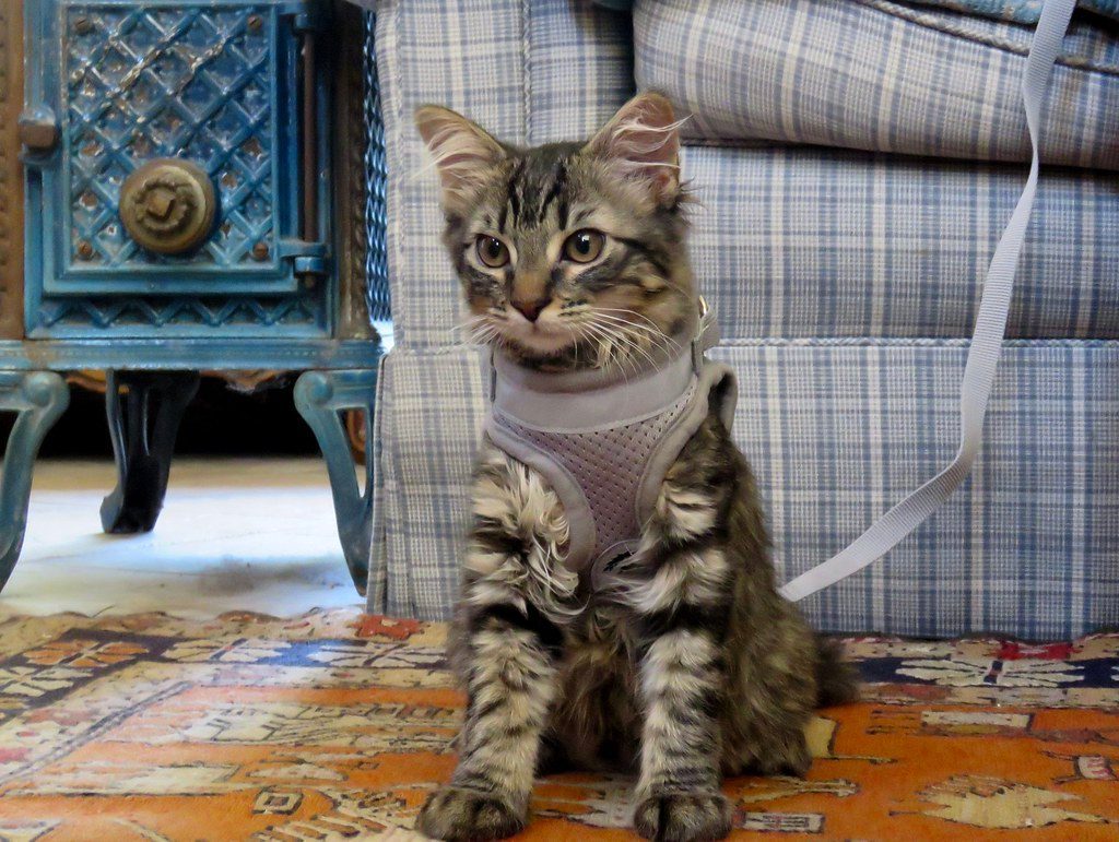 Loud Noises and Sudden Movements (Image Credits: Flickr)