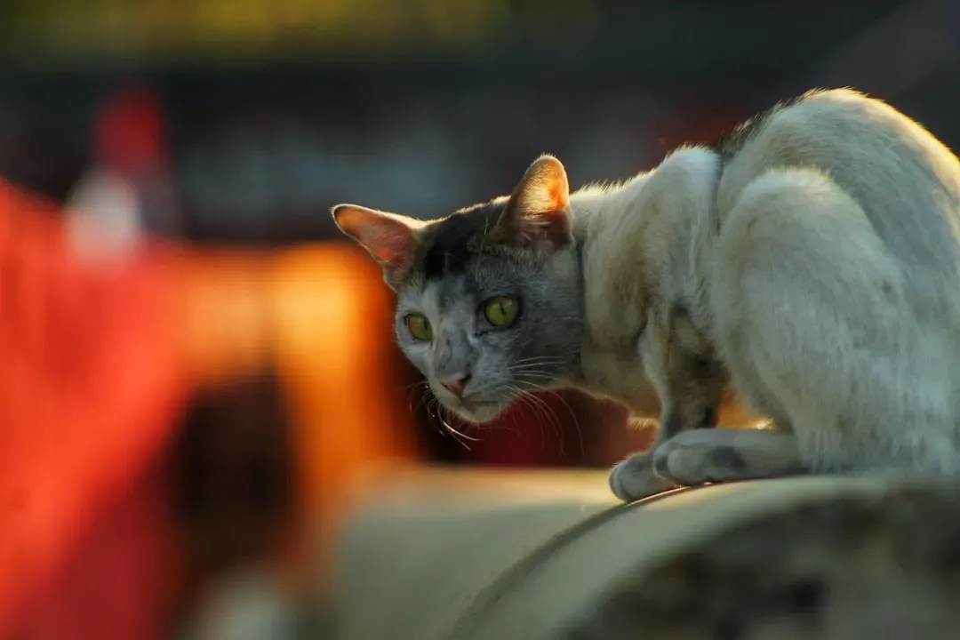 What a Dust Bunny Looks Like Through Your Cat's Eyes (Image Credits: Unsplash)