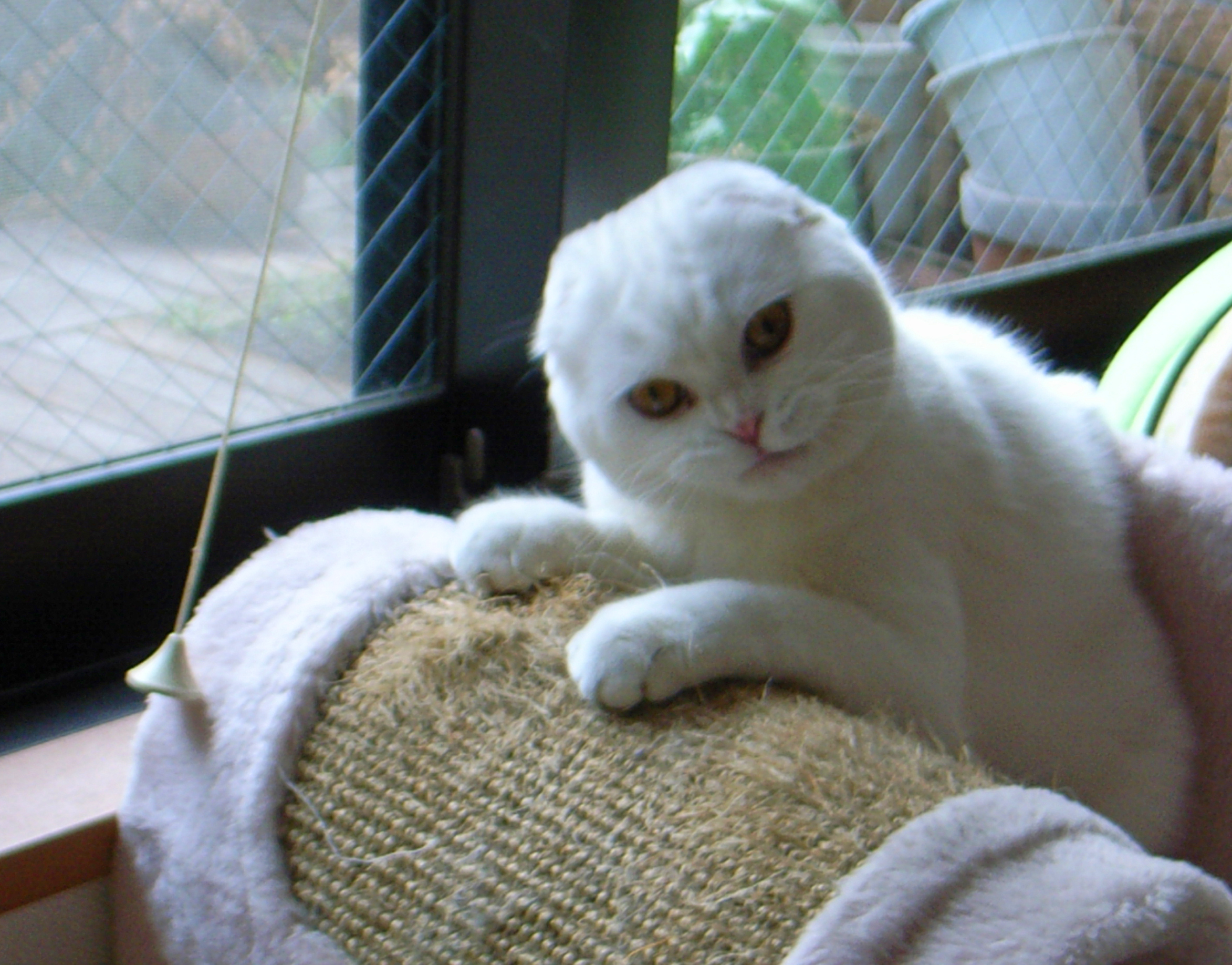 Your Cat Wants Your Attention (Image Credits: Wikimedia)
