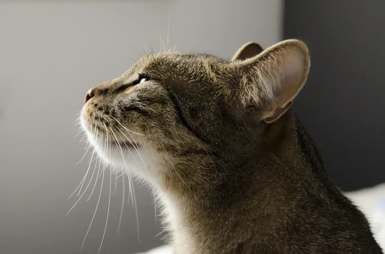 Can Cats Really Sense What We Can't? The Ghost Question (Image Credits: Pixabay)