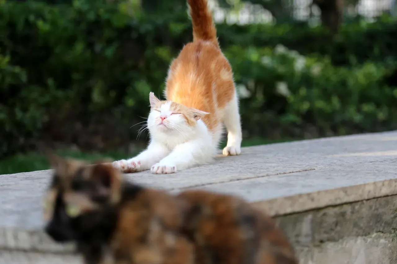 The Biology Behind Feline Flexibility (Image Credits: Pixabay)