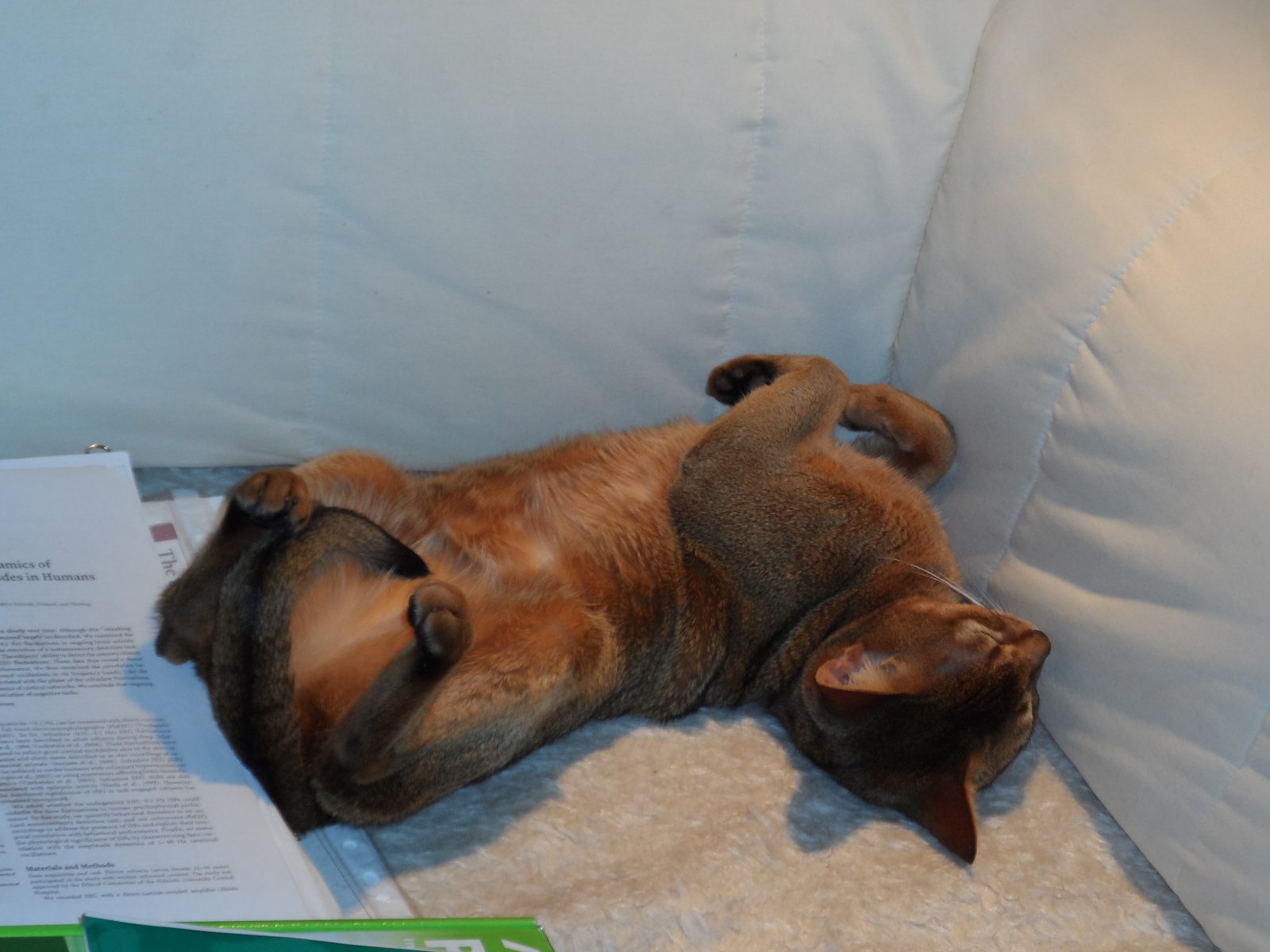 Conclusion (Image Credits: Wikimedia)