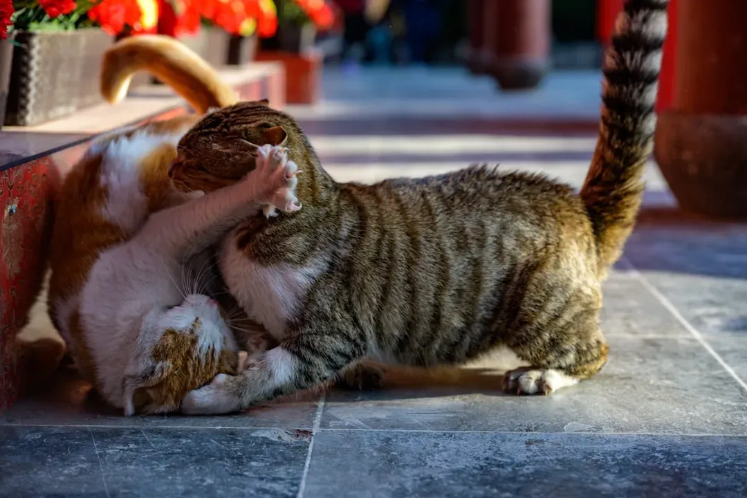 Feline Companions Become Each Other's Personal Fitness Coaches (Image Credits: Unsplash)