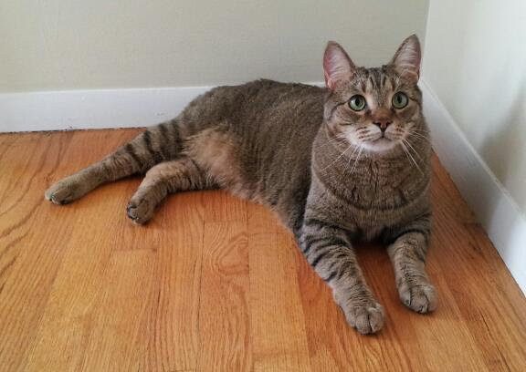 Tail Tales: Reading Feline Body Language (Image Credits: Flickr)