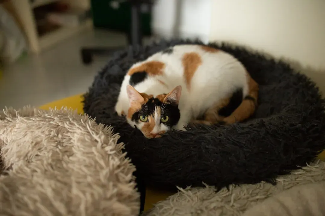 #1 Cats Build Mental Maps of Where You Are, Not Just What You Do (Image Credits: Unsplash)