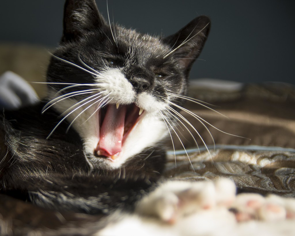 Brain Cooling and Alertness Connection (Image Credits: Flickr)