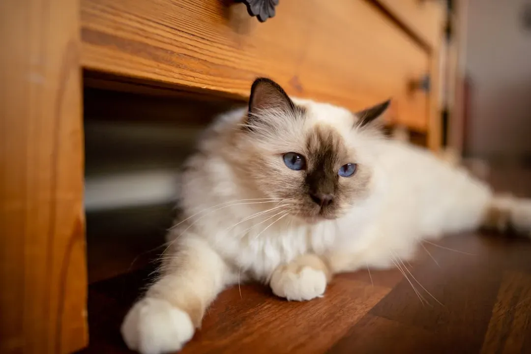 3. Birman: The Sacred, Soft-Spoken Companion (Image Credits: Unsplash)