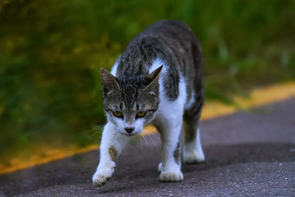 #4 Paw Pads and Retractable Claws Provide Precision Grip (Image Credits: Pexels)