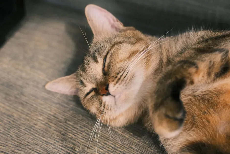 The Signs That Your Cat Is in Dreamland Right Now (Image Credits: Pexels)