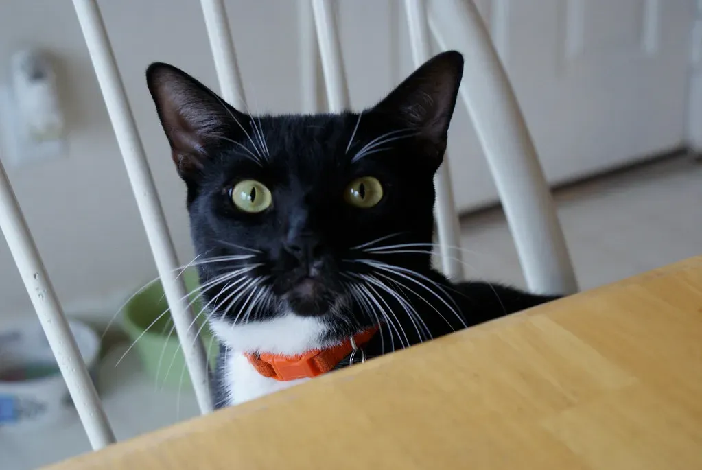 You've Trained Them Without Realizing It (Image Credits: Flickr)