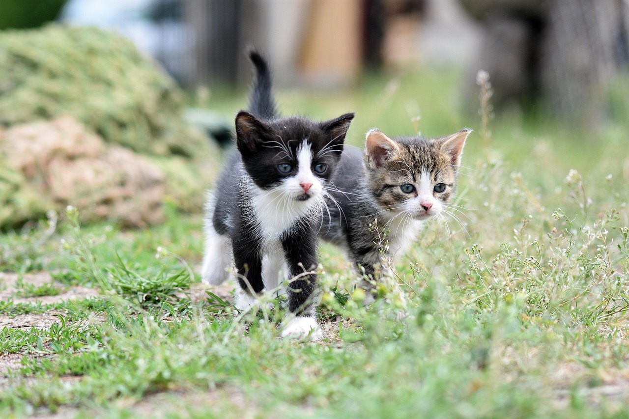 Tonkinese Cats: The Perfect Blend of Playfulness and Devotion (Image Credits: Pixabay)
