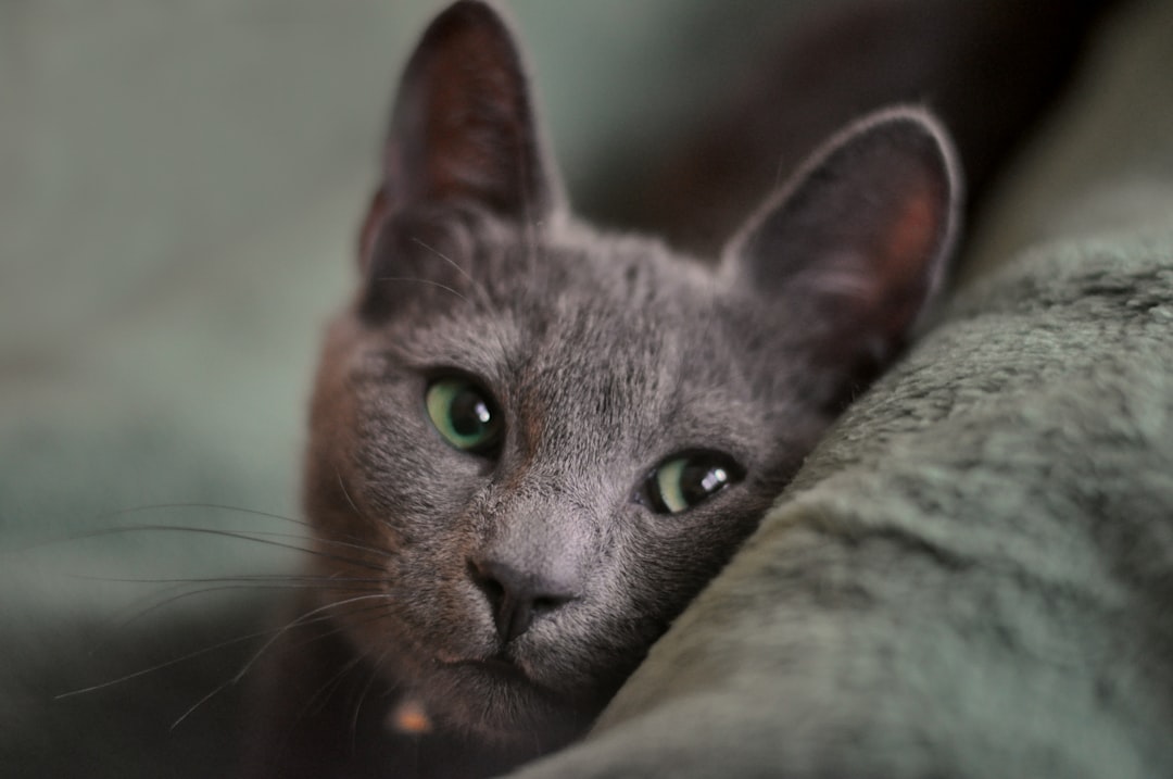 Russian Blue - The Silver Shadow Sentinel (Image Credits: Unsplash)