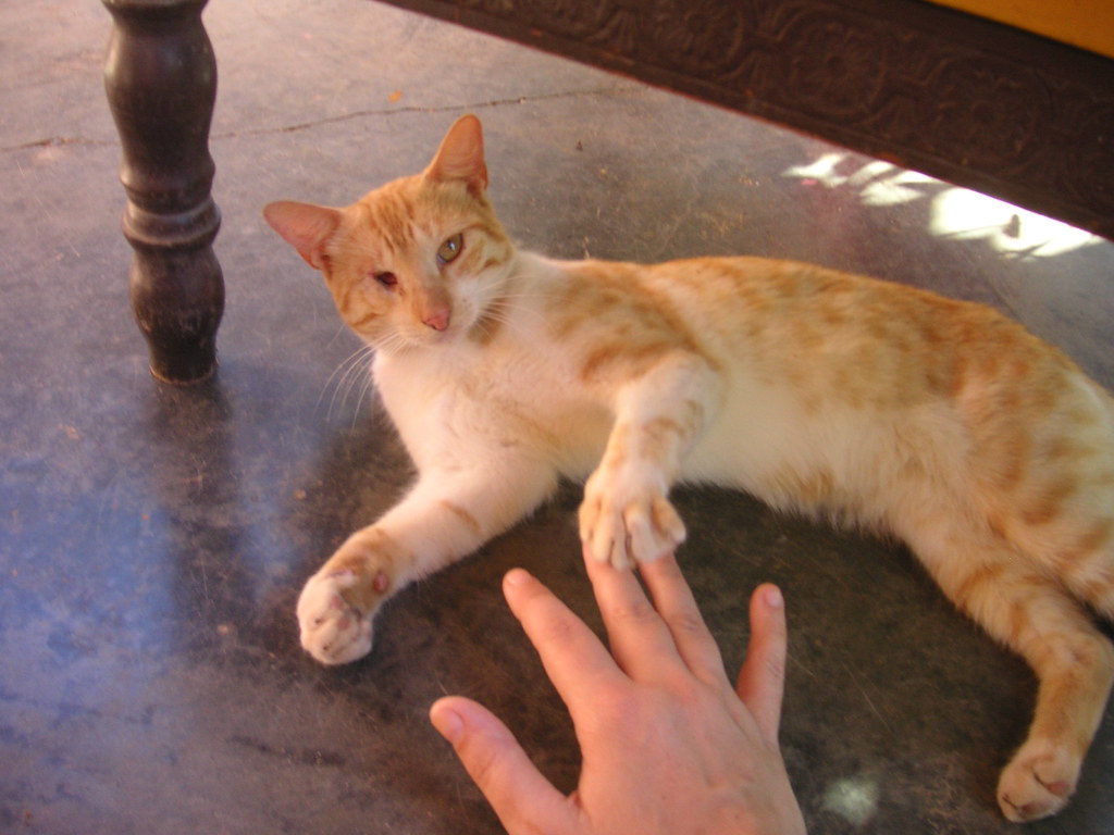 Pawing and Scratching at You (Image Credits: Flickr)