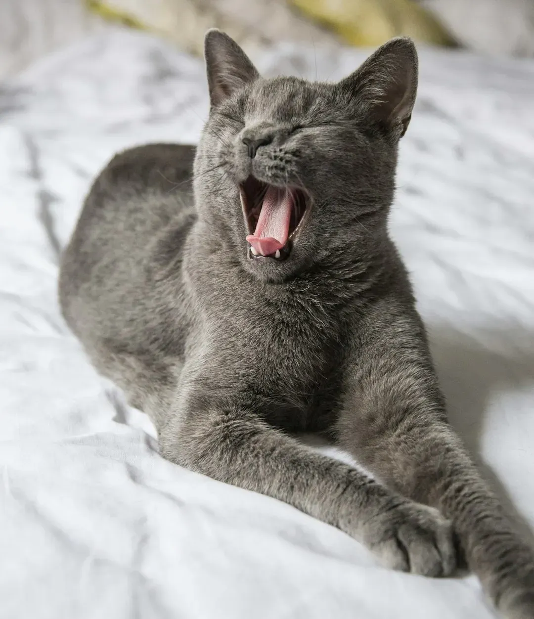 #4 - The Gentle, Almost Silent Purr (Image Credits: Unsplash)