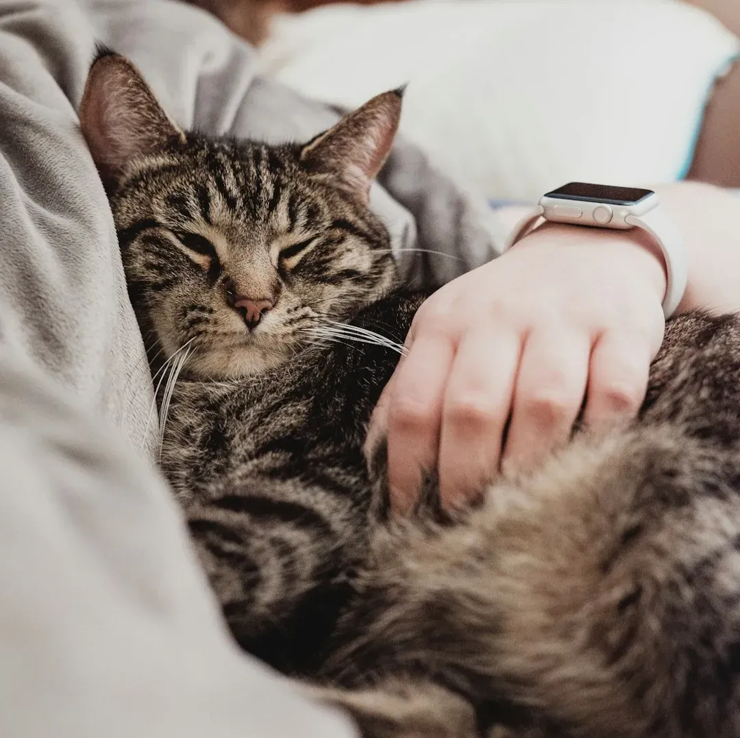 Final Thoughts: Listening to What Your Cat’s Closeness Is Telling You (Image Credits: Unsplash)