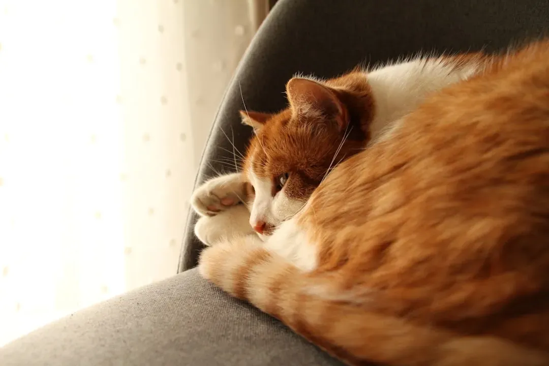 The Science Behind Why Your Cat Chooses You (Image Credits: Unsplash)