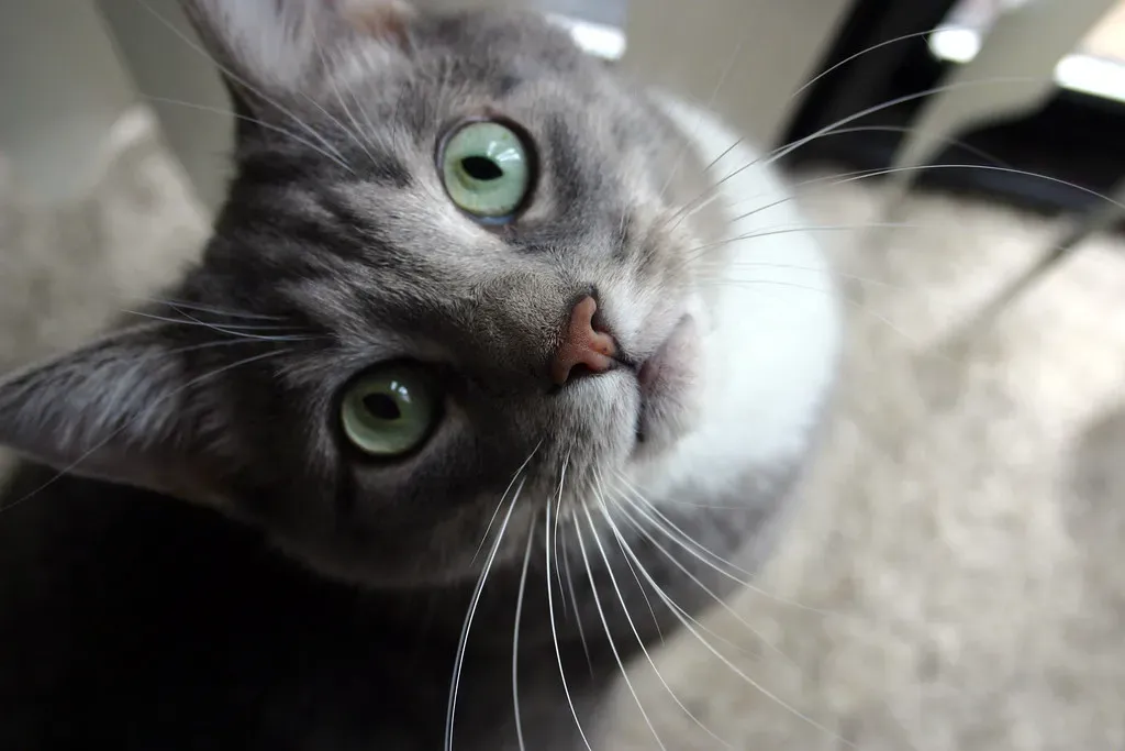 Pure, Relentless Feline Curiosity (Mel B., Flickr, CC BY 2.0)