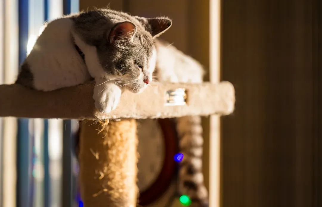 What Elevated Spots Reveal About Your Cat (Image Credits: Unsplash)