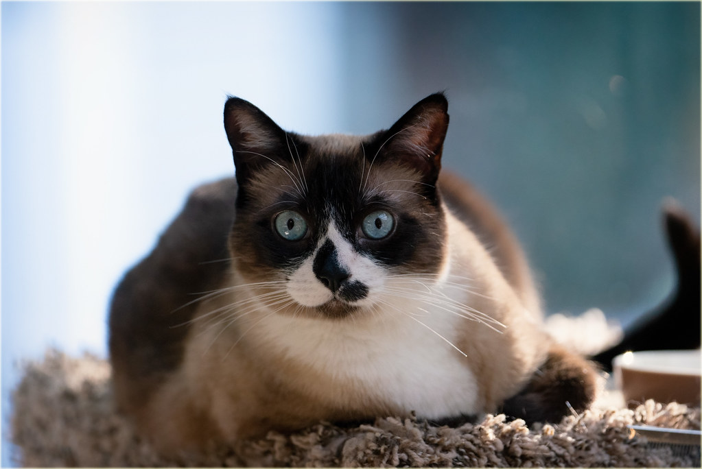 Siamese: The Vocal Drama Queen (Image Credits: Flickr)