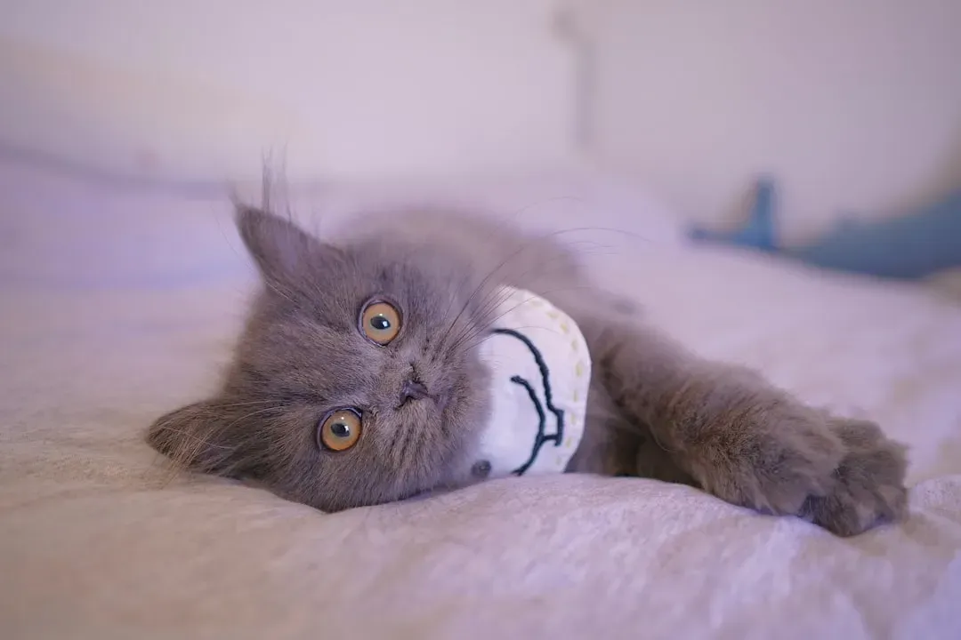 The Power of Routine and Ritual (Image Credits: Unsplash)