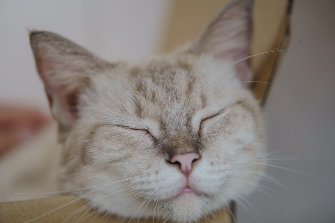 The Slow Blink Love Letter (Image Credits: Unsplash)