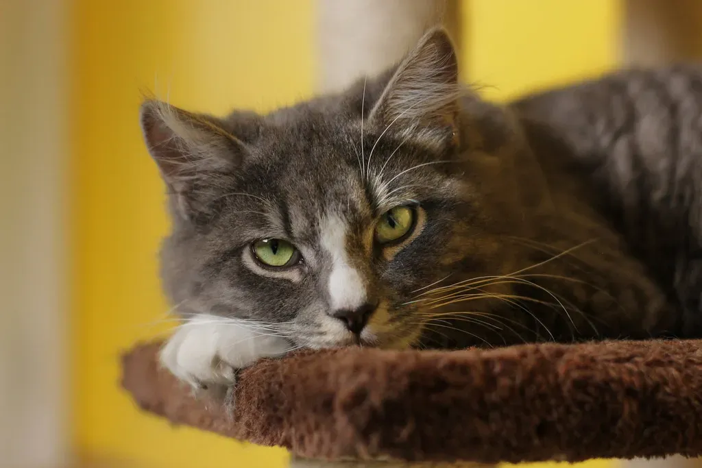 Territory, Protection, and Ancient Instincts at Play (Image Credits: Flickr)