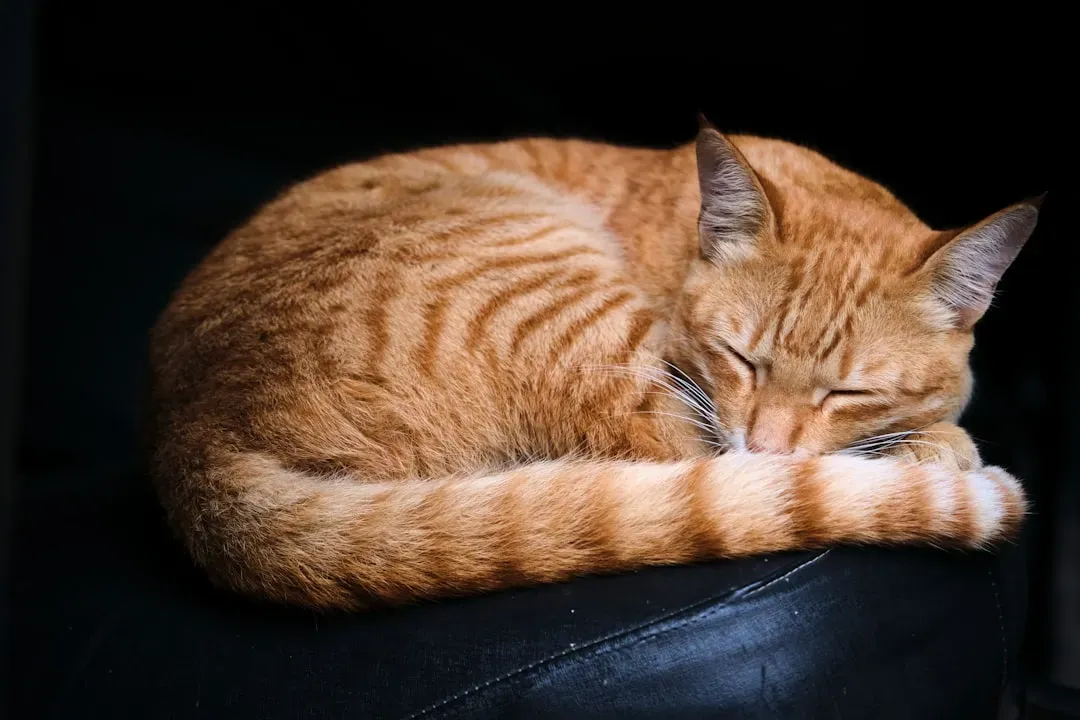 Your Cat Is Wired to Conserve, Even When It Doesn't Need To Hunt (Image Credits: Unsplash)