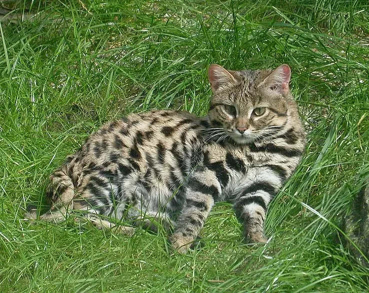 #8 Scorpio and the Black Footed Cat (By Zbyszko, CC BY-SA 3.0)