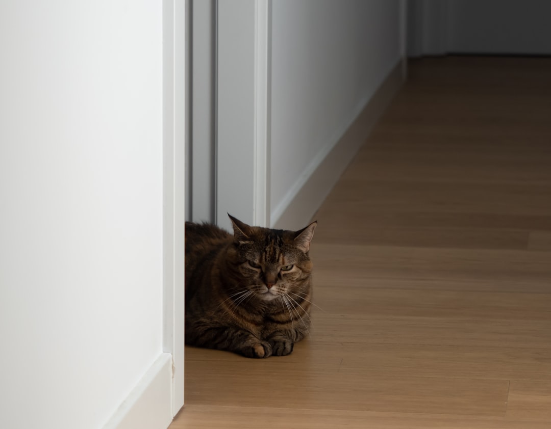 They Demonstrate Unusual Alertness Toward Empty Spaces (Image Credits: Unsplash)