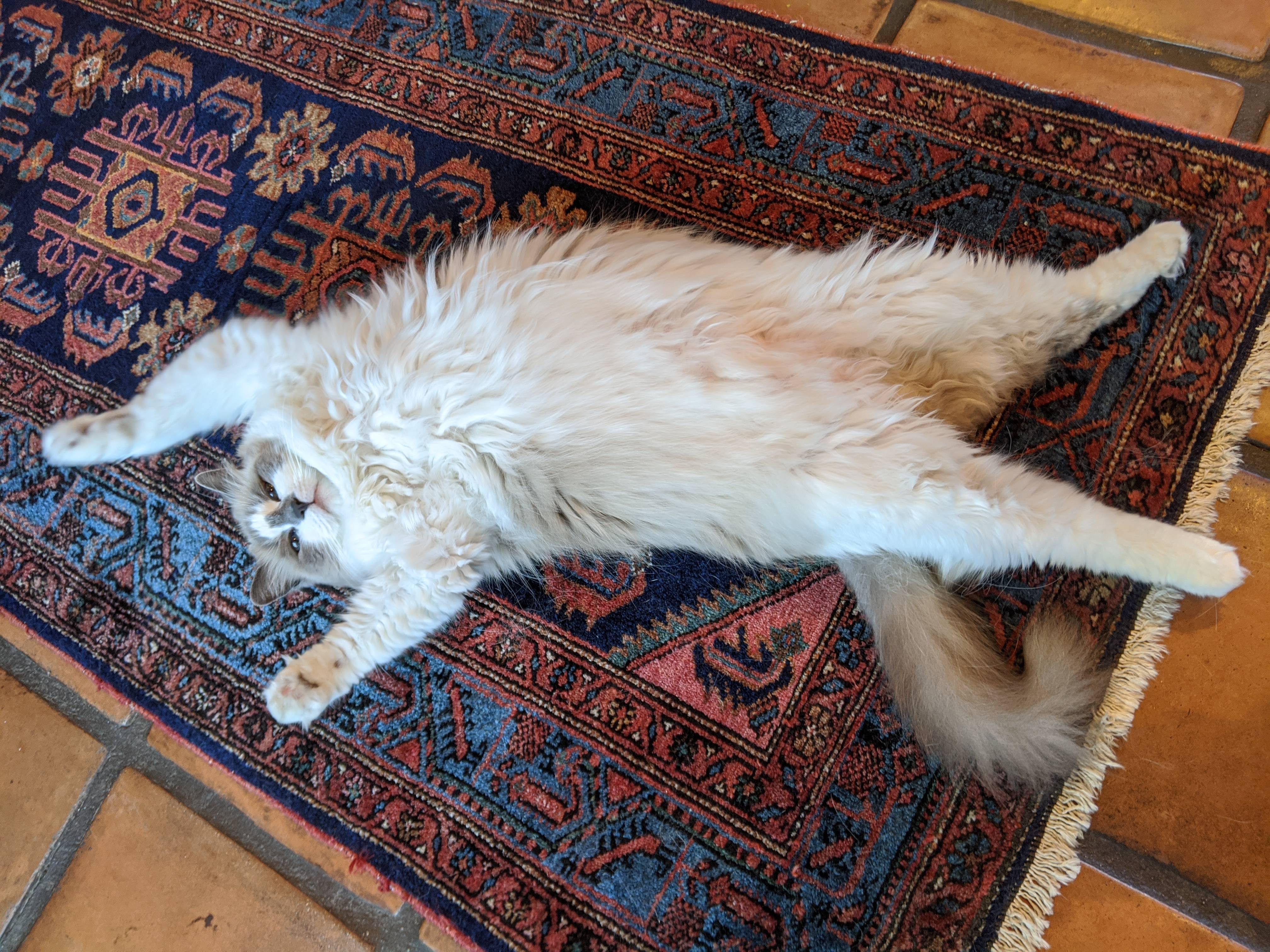 Ragdoll (Image Credits: Wikimedia)