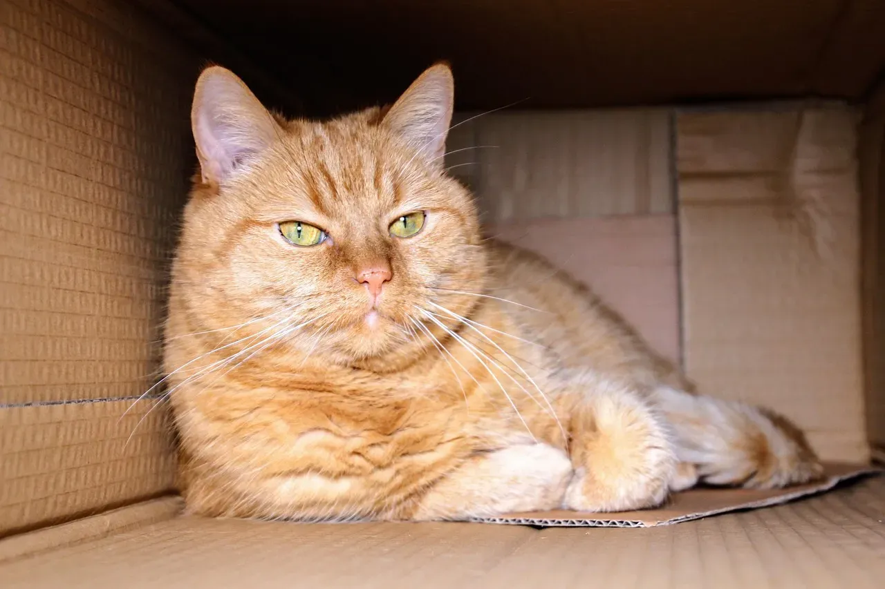 Perfect Scratching Material Satisfies Deep Urges (Image Credits: Pixabay)