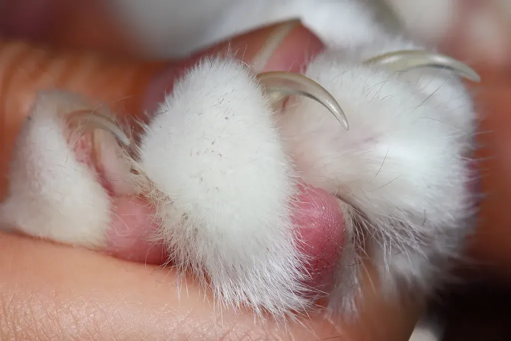 The Person They Actually Let Trim Their Nails (Image Credits: Flickr)