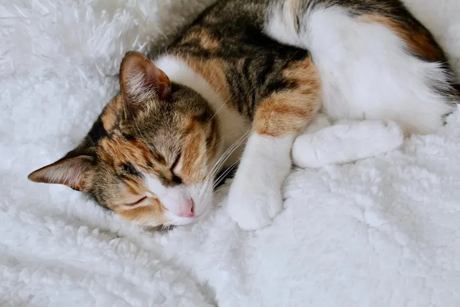 Conclusion (Image Credits: Pexels)