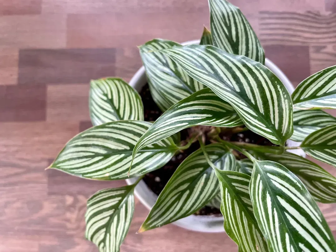 4. Calathea (Calathea spp.) (Image Credits: Unsplash)