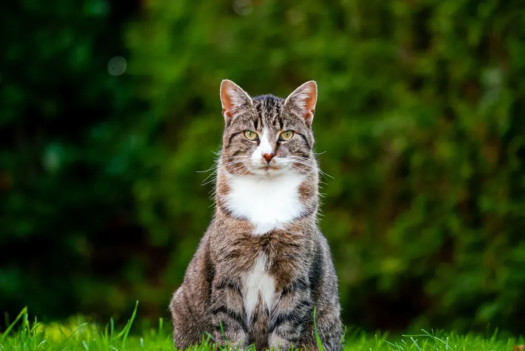 #13 - Watching You From a Distance Without Approaching (Image Credits: Unsplash)