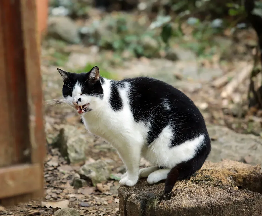 Chattering: The Predator's Frustrated Symphony (Image Credits: Flickr)