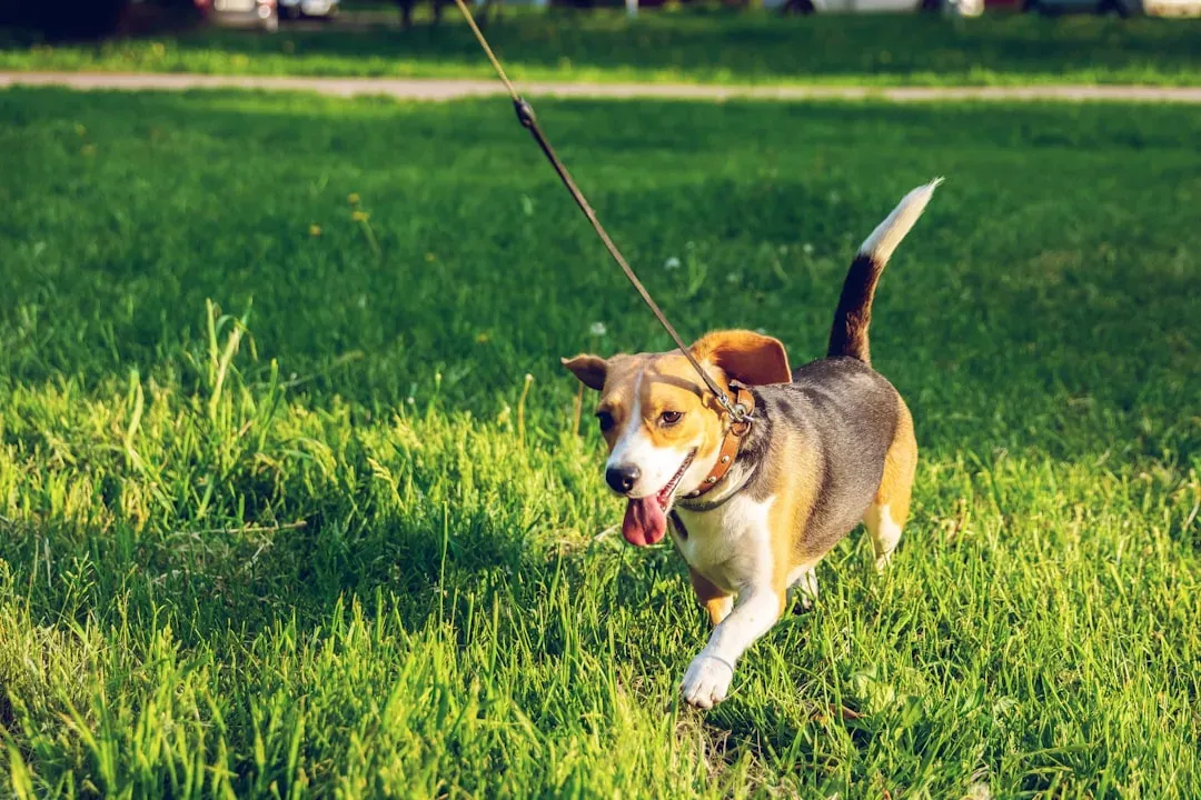 Don't Leave Pets Unleashed or Allow Them to Roam (Image Credits: Unsplash)