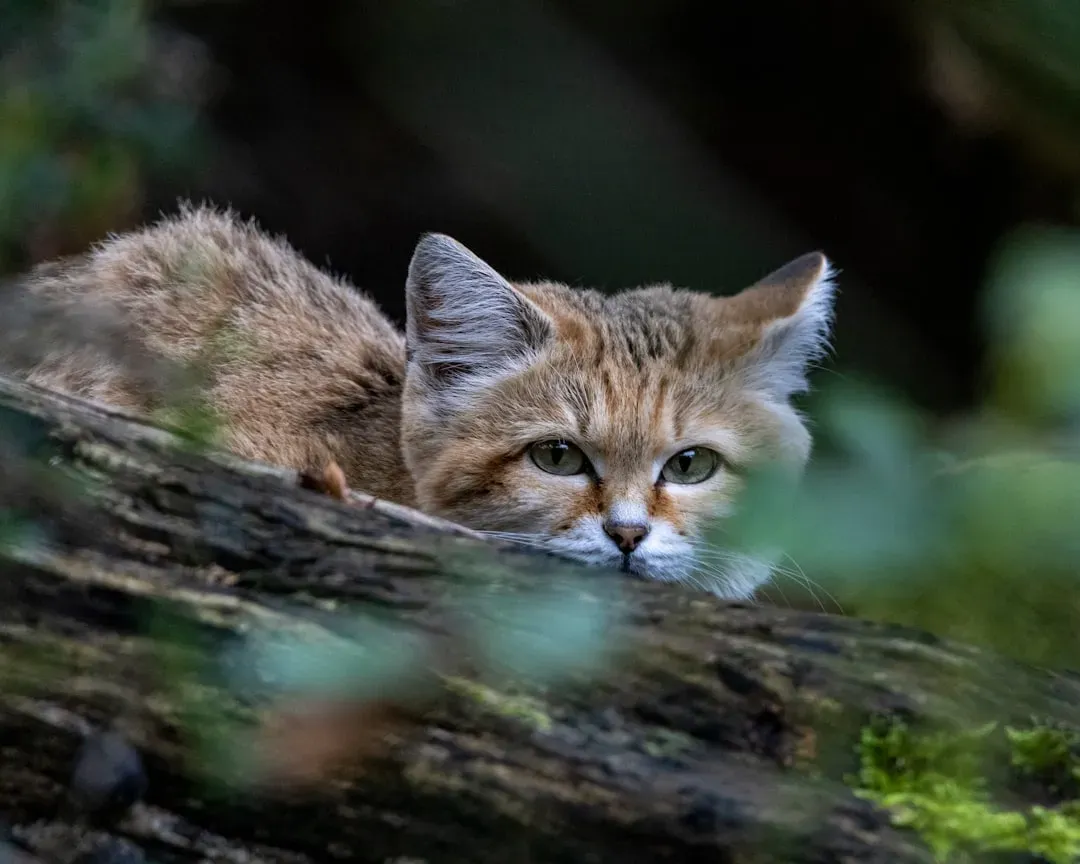 Your Cat's Desert Ancestry Shaped Their Water Wisdom (Image Credits: Unsplash)
